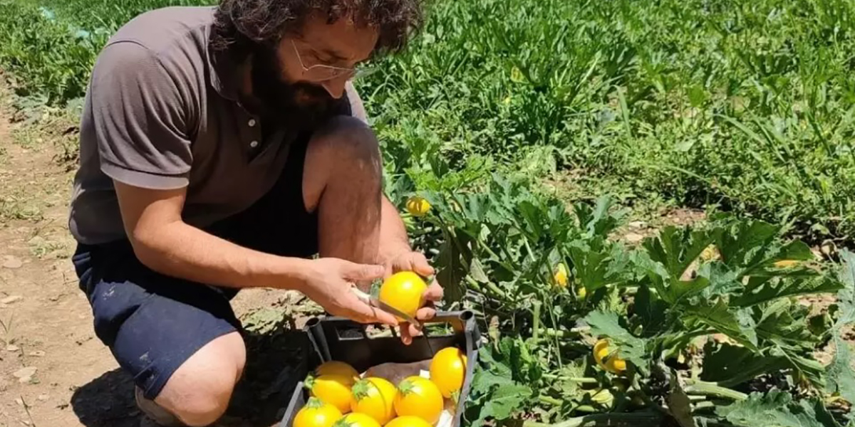 «Cavolo cinese e zucca spaghetti, l'interesse cresce»